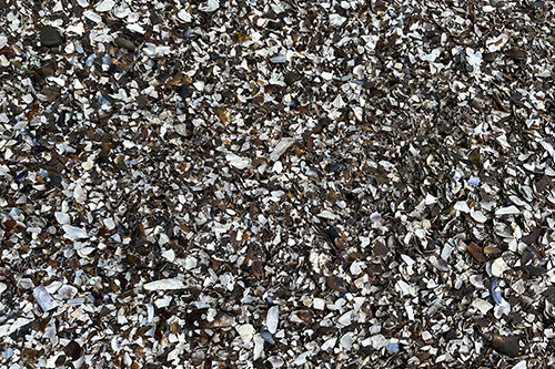 Mussel Shells Mussel Shells